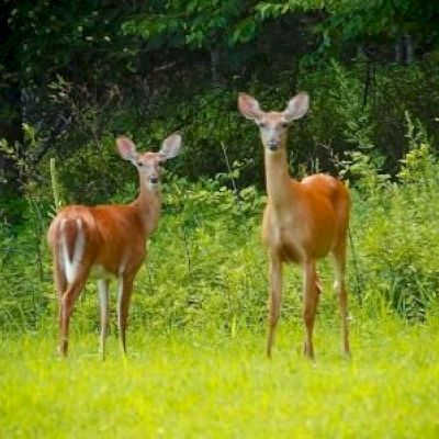 Two deer standing in a green field surrounded by foliage.