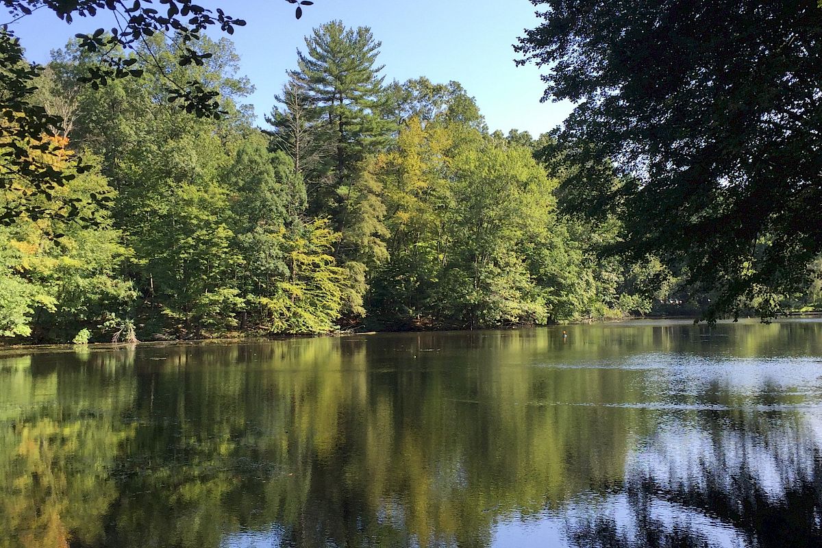 Tranquil lake with mirrored trees under a clear sky. Reflective water creates a serene scene. Beautiful nature view.