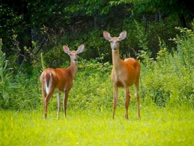 A little bit of wildlife at Macy